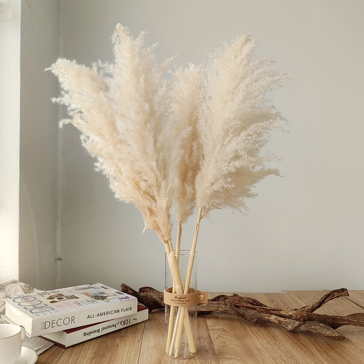 Herbe de la Pampa Séchée – Lot de 10 Panaches Naturels